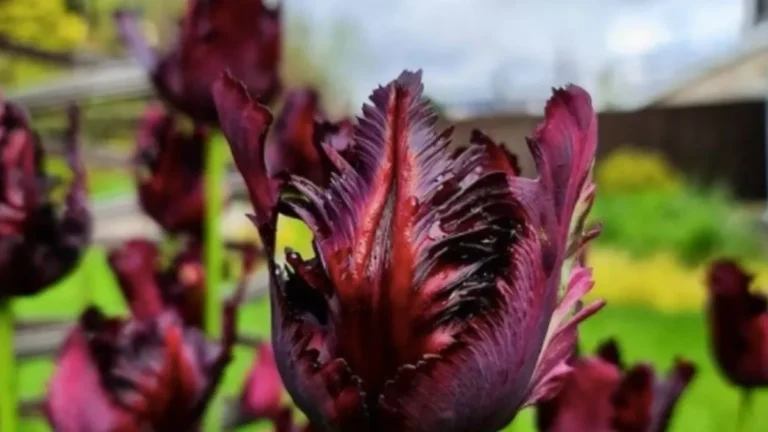 Black Parrot Tulips The Feathered Blooms That Bring Gothic Elegance to Your Garden