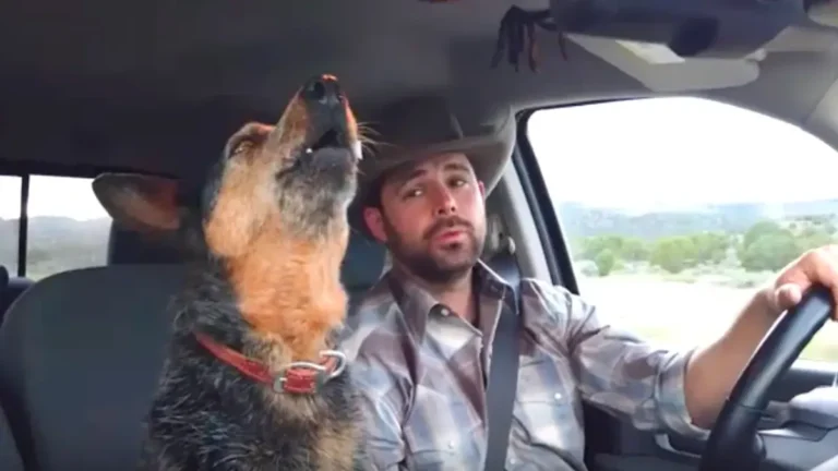 Country Roads and Canine Notes Dog Belts Out Classic Tune with Owner in Viral Car Duet