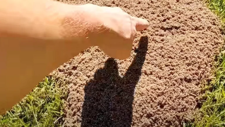 How I Got Rid of Ants in My Yard Naturally and for Good