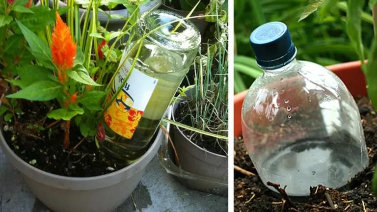 7 Clever Ways to Keep Your Plants Watered While You’re Away  Stress-Free Tips