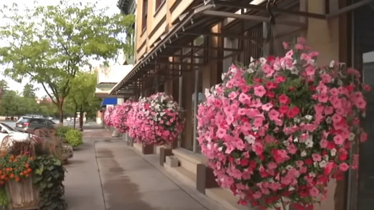 The Secret Recipe for Gorgeous Hanging Baskets That Bloom All Season Long