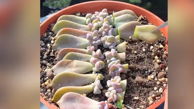 Succulent Propagation Made Easy  Beginner Friendly Tips That Actually Work