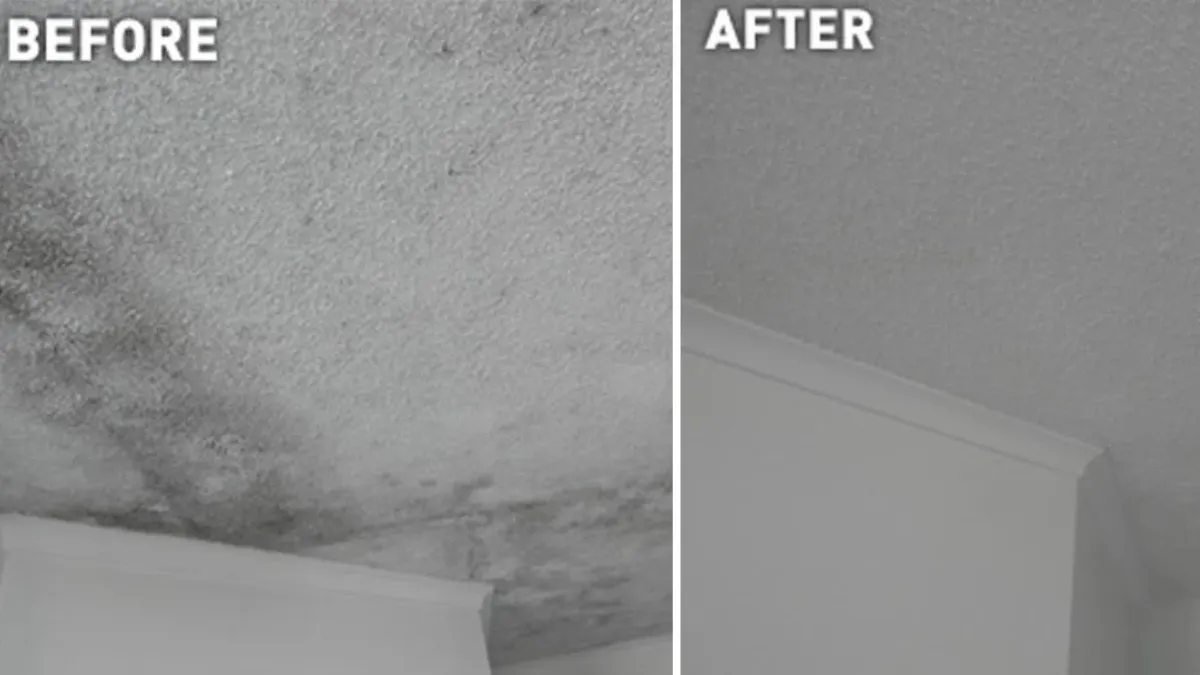 10 Proven Ways to Get Rid of Mold in Your Home And Keep It From Coming Back