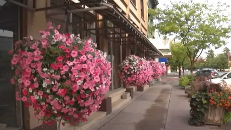 Lush Hanging Baskets Made Easy Secrets Garden Pros Swear By