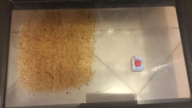 How This Simple Dishwasher Tablet Trick Cleans Your Oven in Minutes  It Actually Works