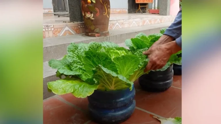 How to Grow Napa Cabbage All Season Long Even in Small Spaces