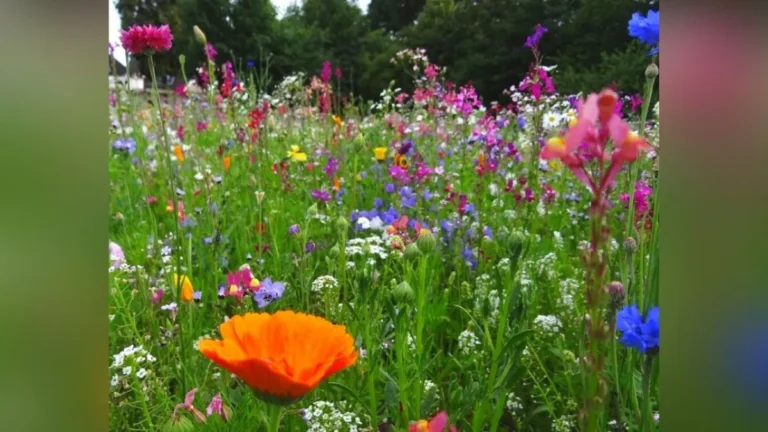 Minnesota’s Bold Plan Get Paid to Grow a Pollinator Paradise in Your Yard