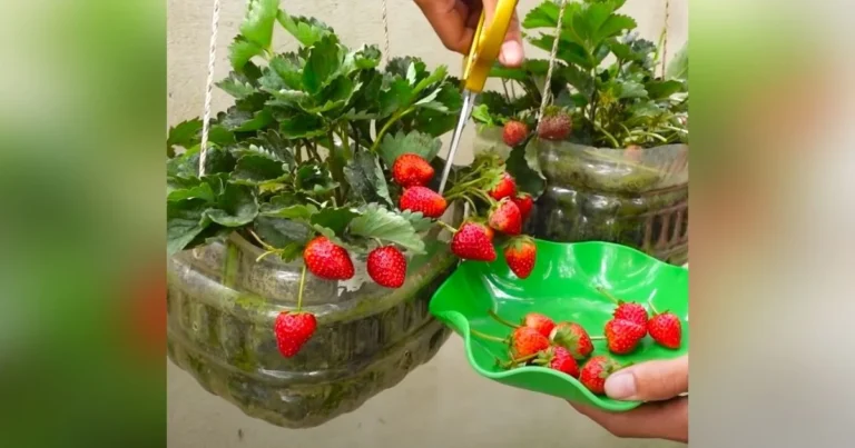 Grow Juicy Strawberries Anywhere No Garden No Problem