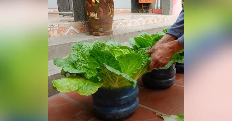 How to Grow Napa Cabbage All Season Long  Easy Tips for a Never Ending Harvest